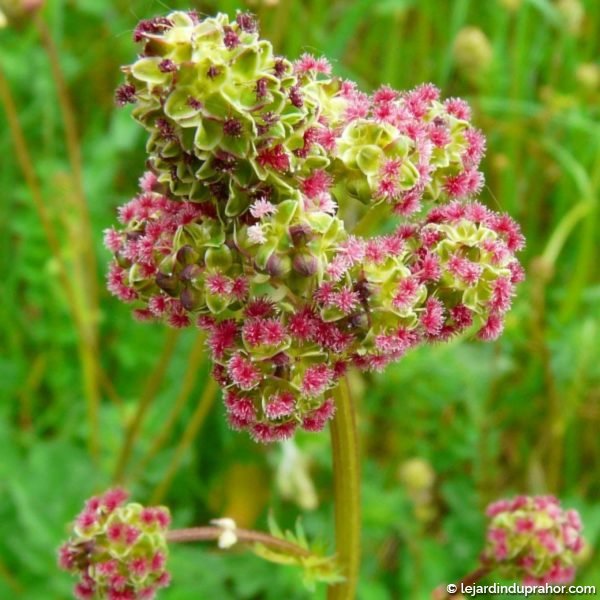 pimprenelle -Sanguisorba-minor