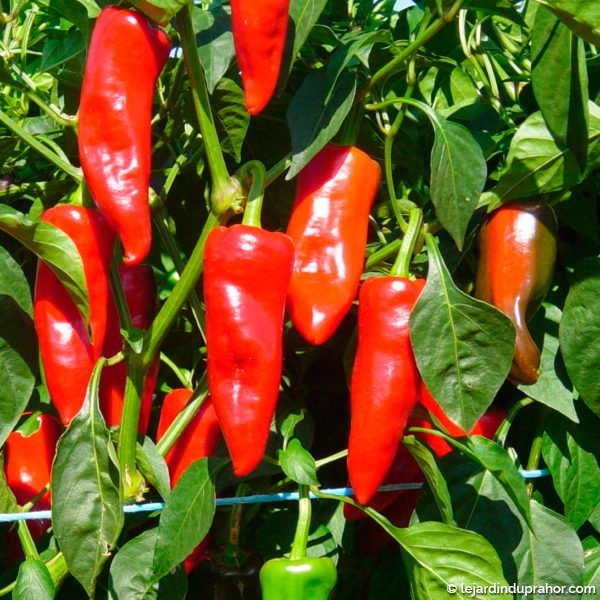 plant-de-piment-espelette