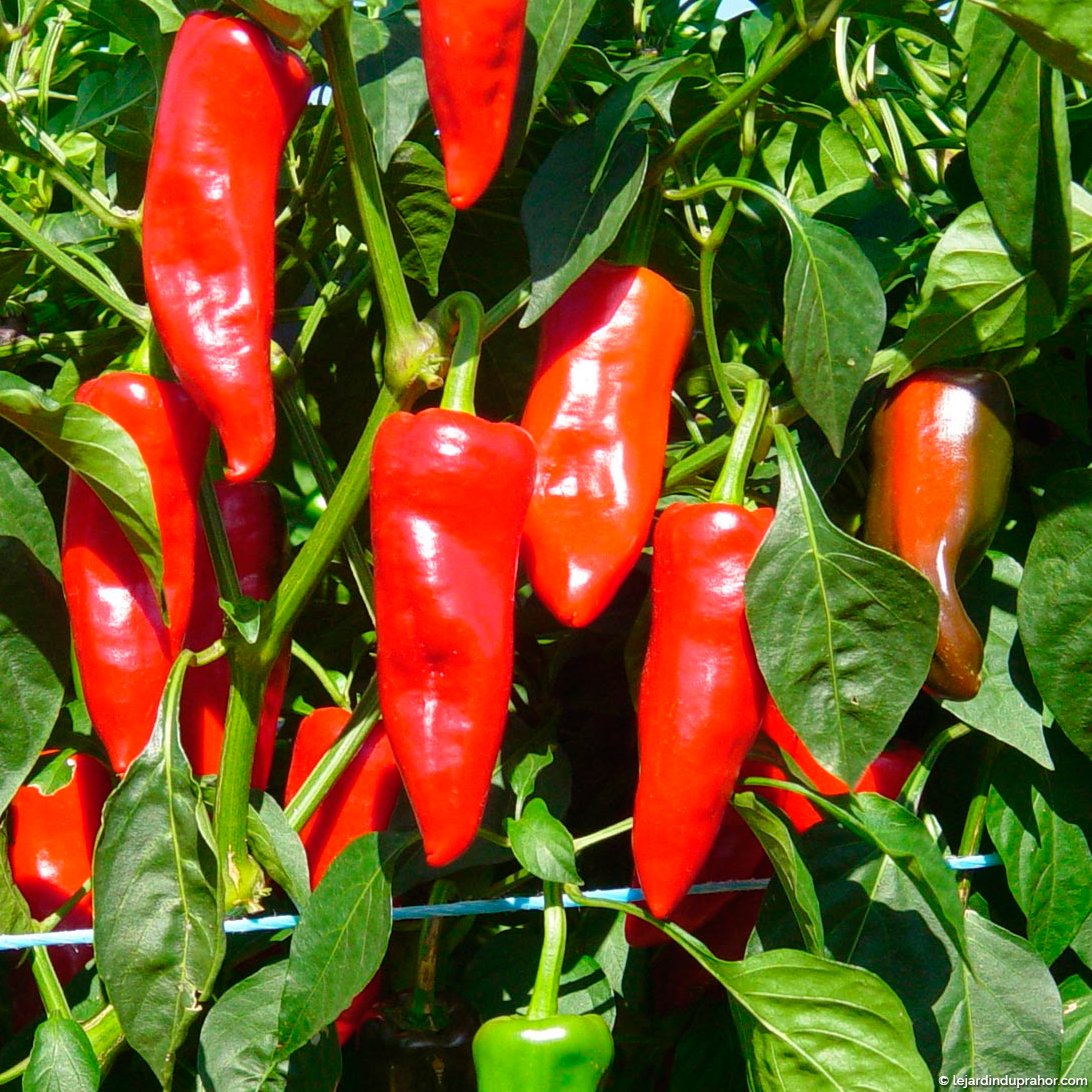 Piment d'Espelette - Le Jardin du Prahor