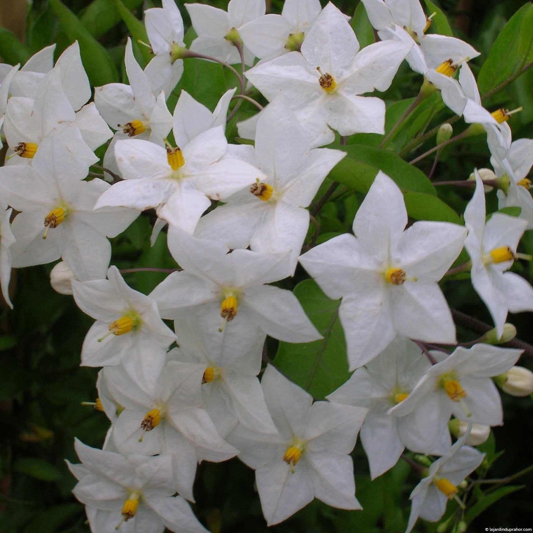 Solanum Jasminoide - Le Jardin du Prahor