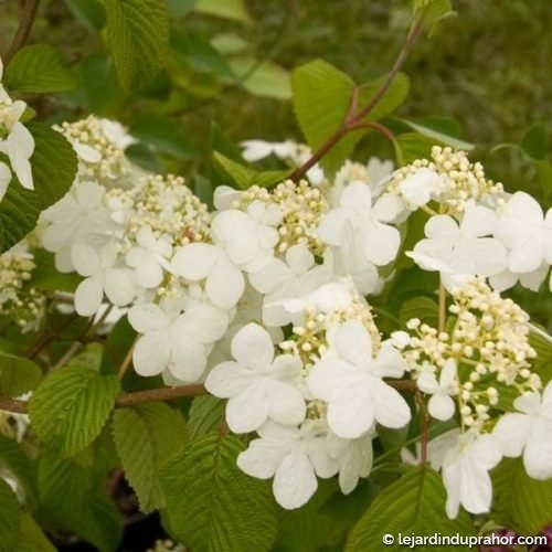 Viburnum Plicatum "Summer Snowflake" Le Jardin du Prahor