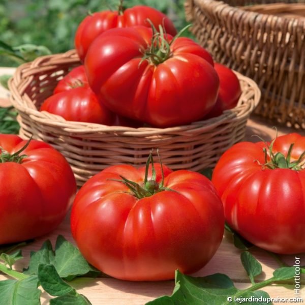 tomate-marmande
