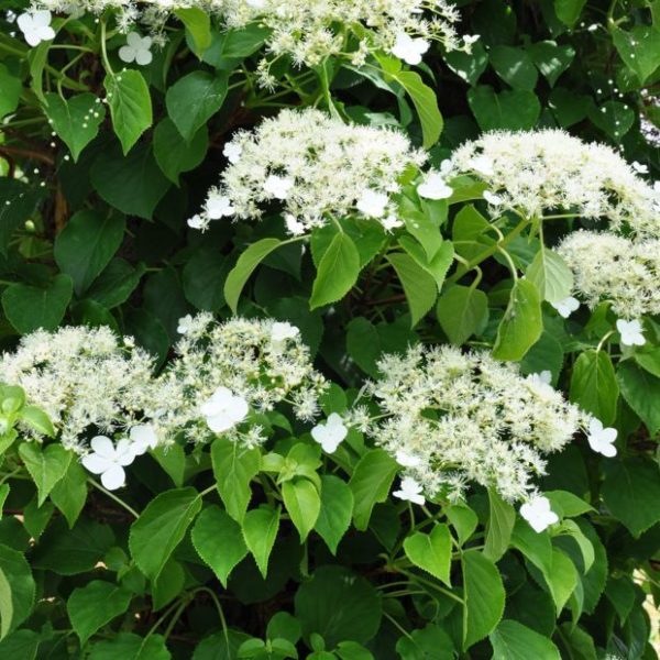 hortensia grimpant