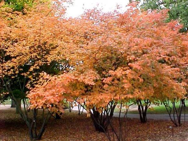 amelanchier canadensis