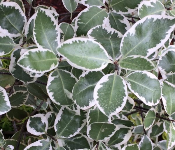 pittosporum tenufolium garretti