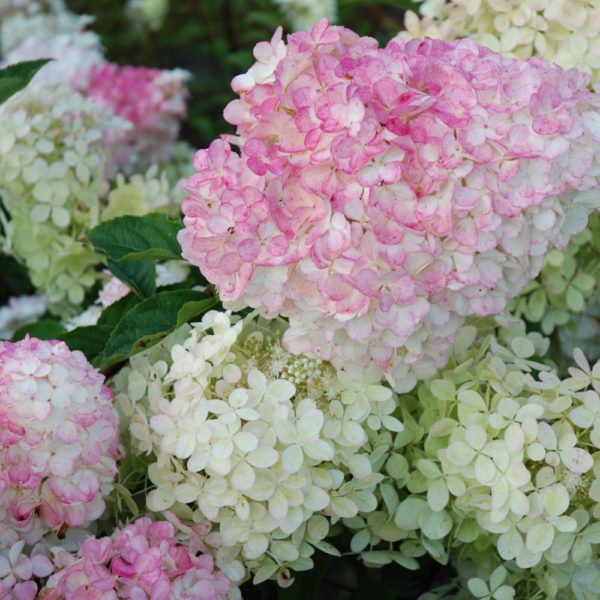 hydrangea paniculata vanille fraise