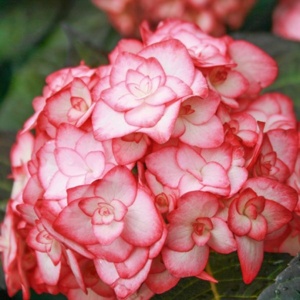 hydrangea macrophylla Miss Saori