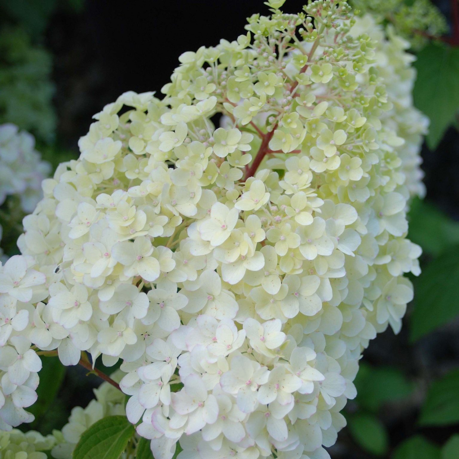 Hydrangea Paniculata 'Tardiva' Le Jardin du Prahor