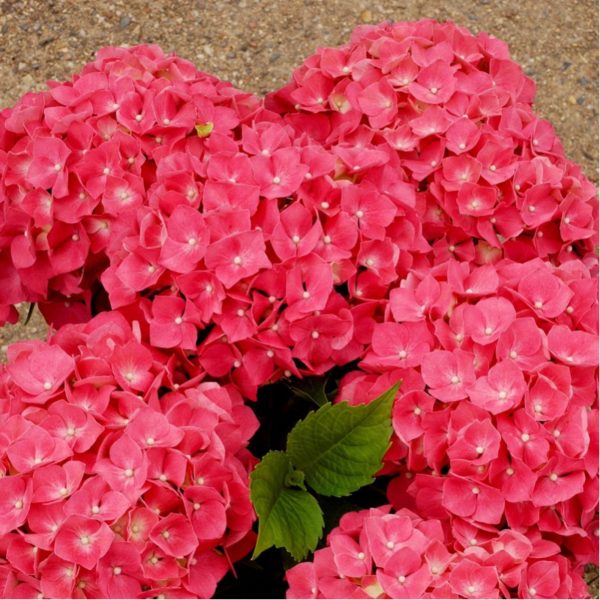 hydrangea macrophylla Leuchtfeuer