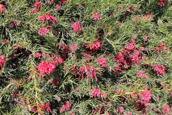 grevillea gracilis rosea