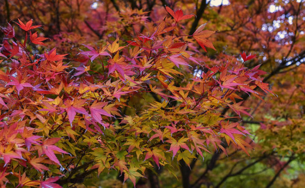 acer-palmatum