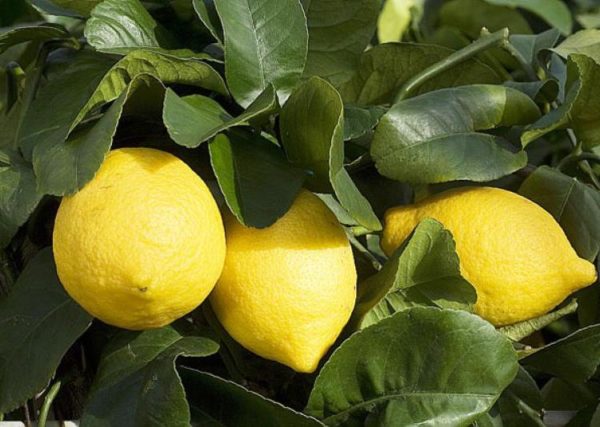 citronnier 4 saisons