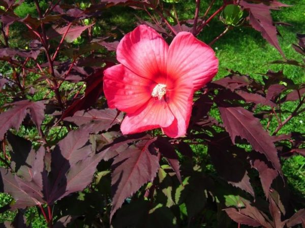 hibiscus carrousel