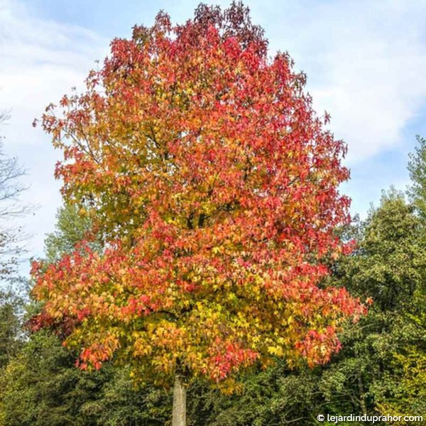 liquidambar-styraciflua-copalme-amerique-automne