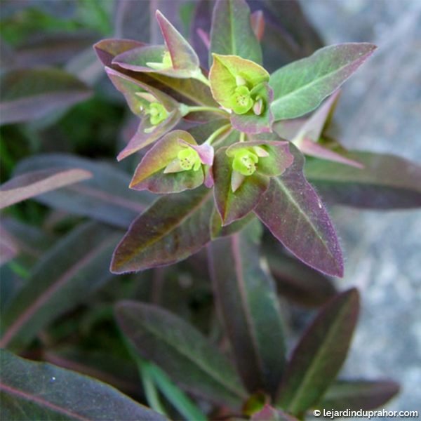 Euphorbia-dulcis-Chameleon-8243-1
