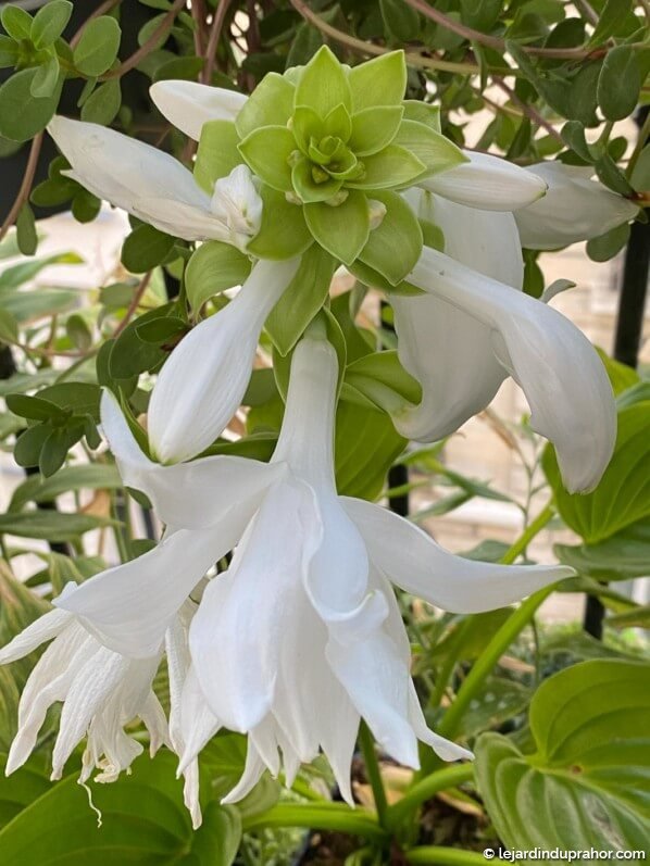 Hosta_plantaginea_Venus_fleur_balcon_Paris_ete_septembre_2020_07