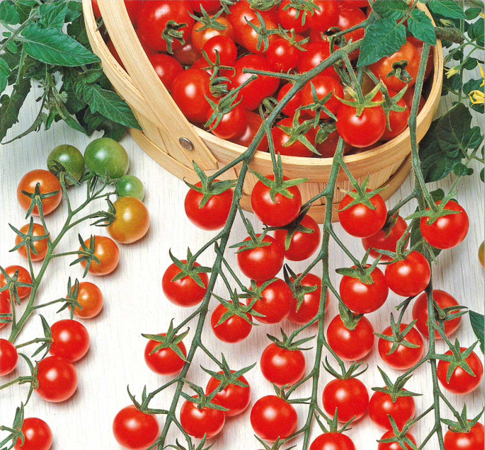 Mini-Tomates Rouges