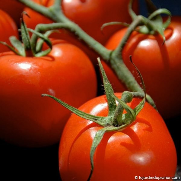 tomate-premio