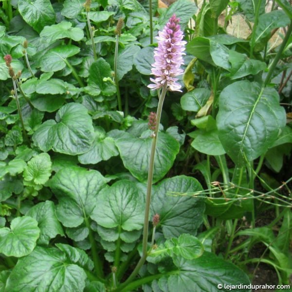 Francoa-appendiculata