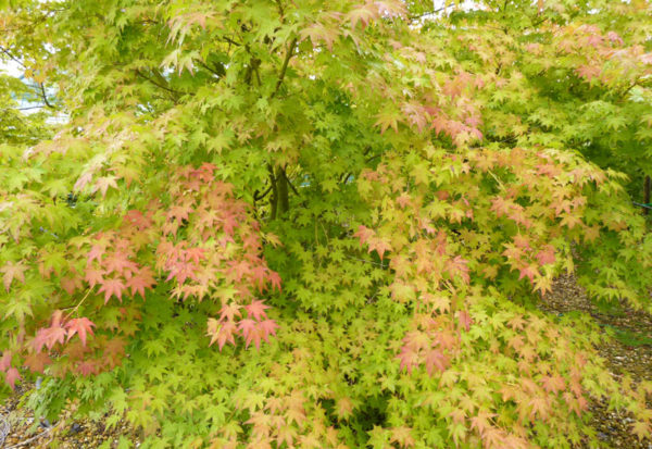 acer palmatum type