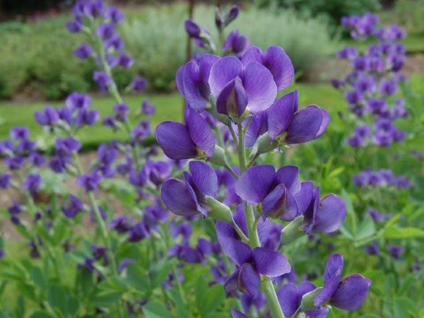 baptisia-australis-lupin-indigo