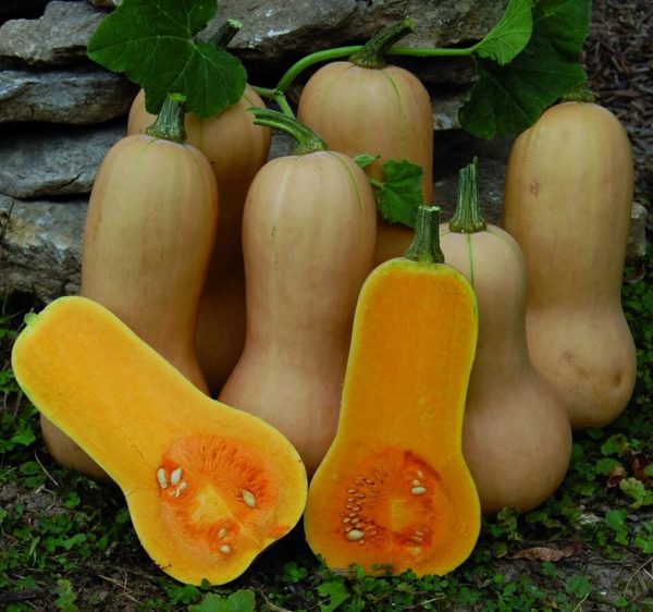 butternut