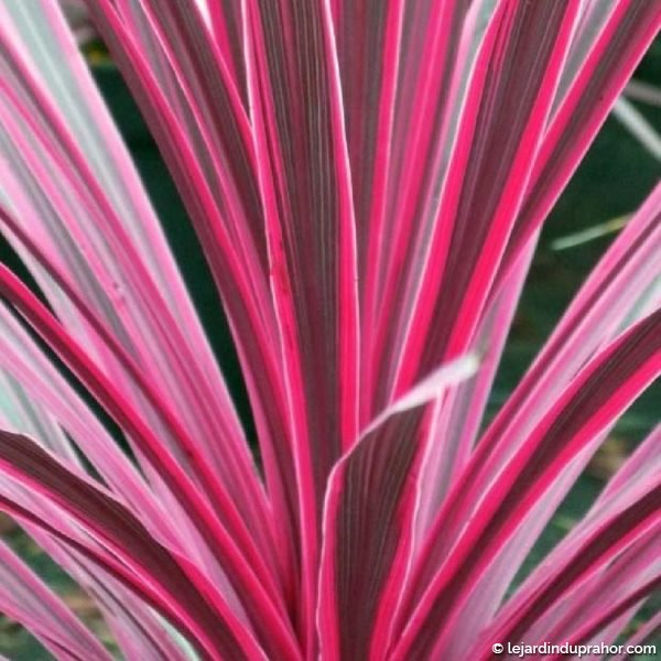 cordyline sunrise