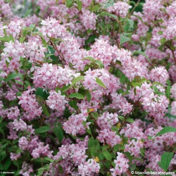 deutzia-mont-rose