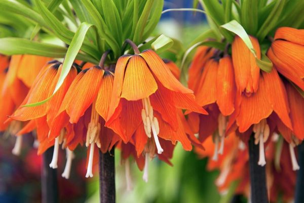 fritillaria-imperialis-aurora-adrian-thomasscience-photo-library