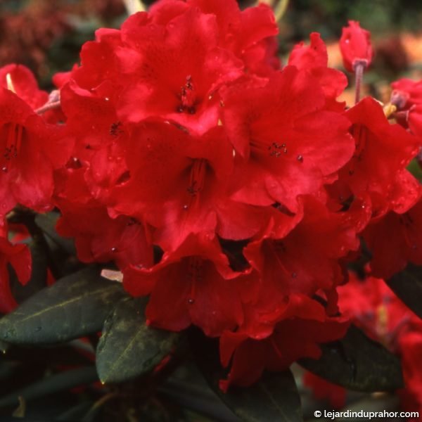 rhododendron rouge