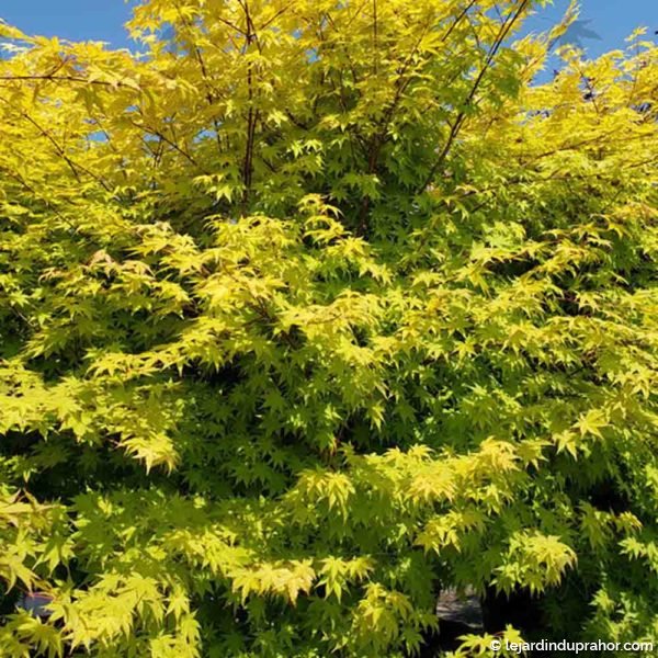 Acer-Summer-Gold