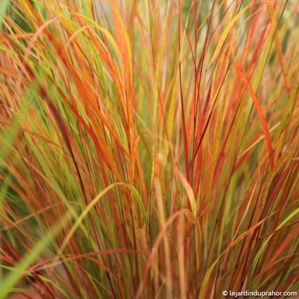 stipa pheasant tails