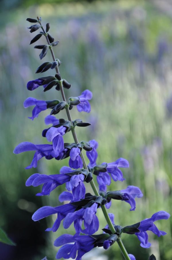 Salvia-guaranitica bleu enigma