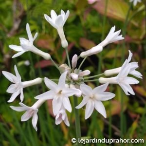 Tulbagia Violacea blanc