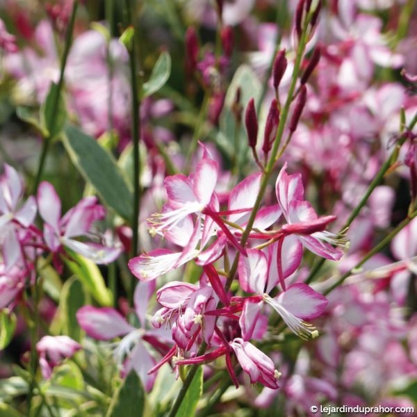 gaura-freefolk-rosy