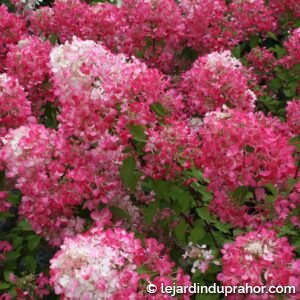 Hydrangea Paniculata Diamant Rouge