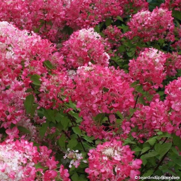 hortensia-paniculata-diamant-rouge-67830-2_1