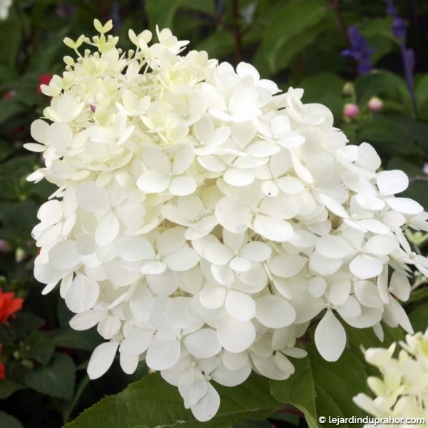 hydrangea-paniculata-phantom