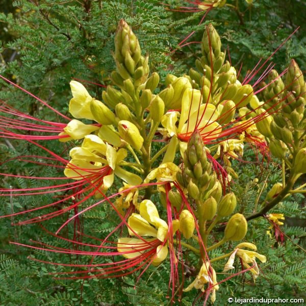 Caesalpinia-_Poinciana_-gillesii-83279-3