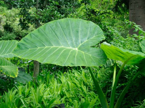 Colocasia Gigantea