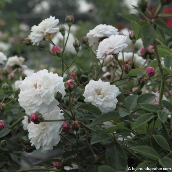 rosier-ancien-little-white-pet