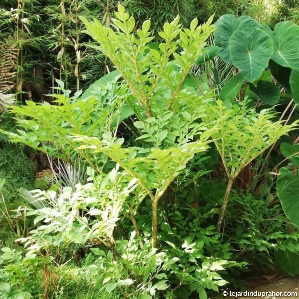 amorphophallus_konjac