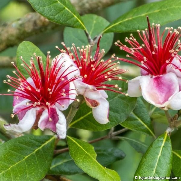 Feijoa-sellowiana-Gemini