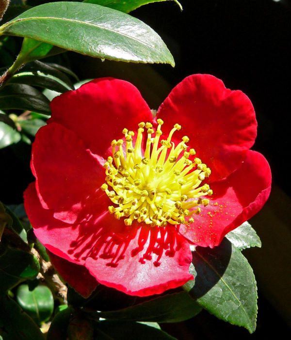 Camellia sasanqua yuletide