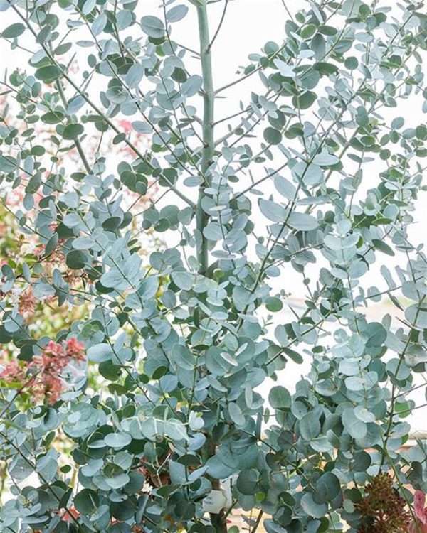 Eucalyptus-gunnii
