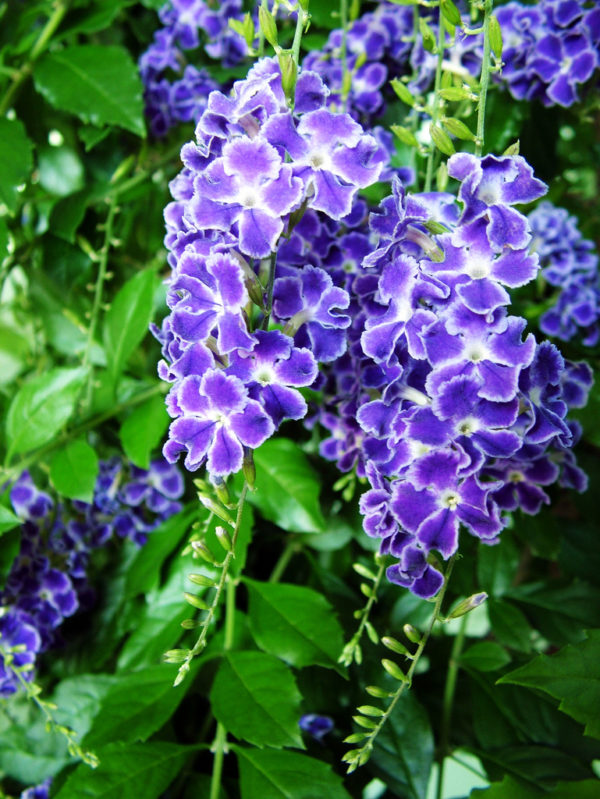 duranta – erecta – vanillier de cayenne