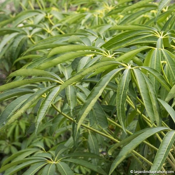 schefflera taiwaniana