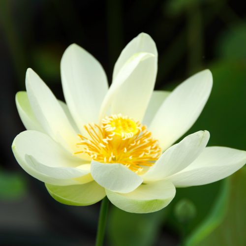 lotus nain