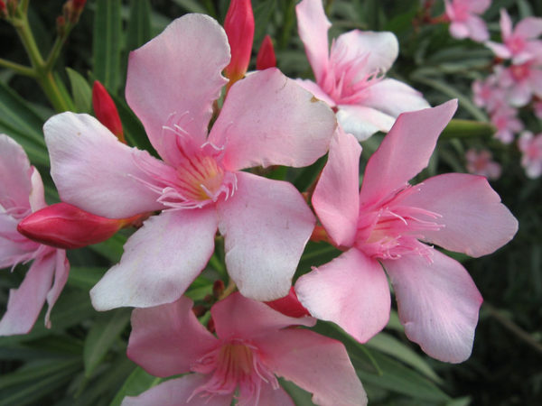 laurier-rose-nerium-oleander-villa-romaine