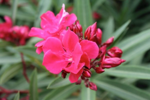 laurier-rose-rouge-double